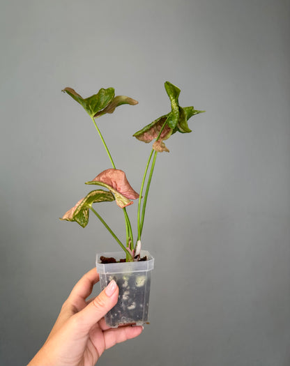 Syngonium pink mosaic