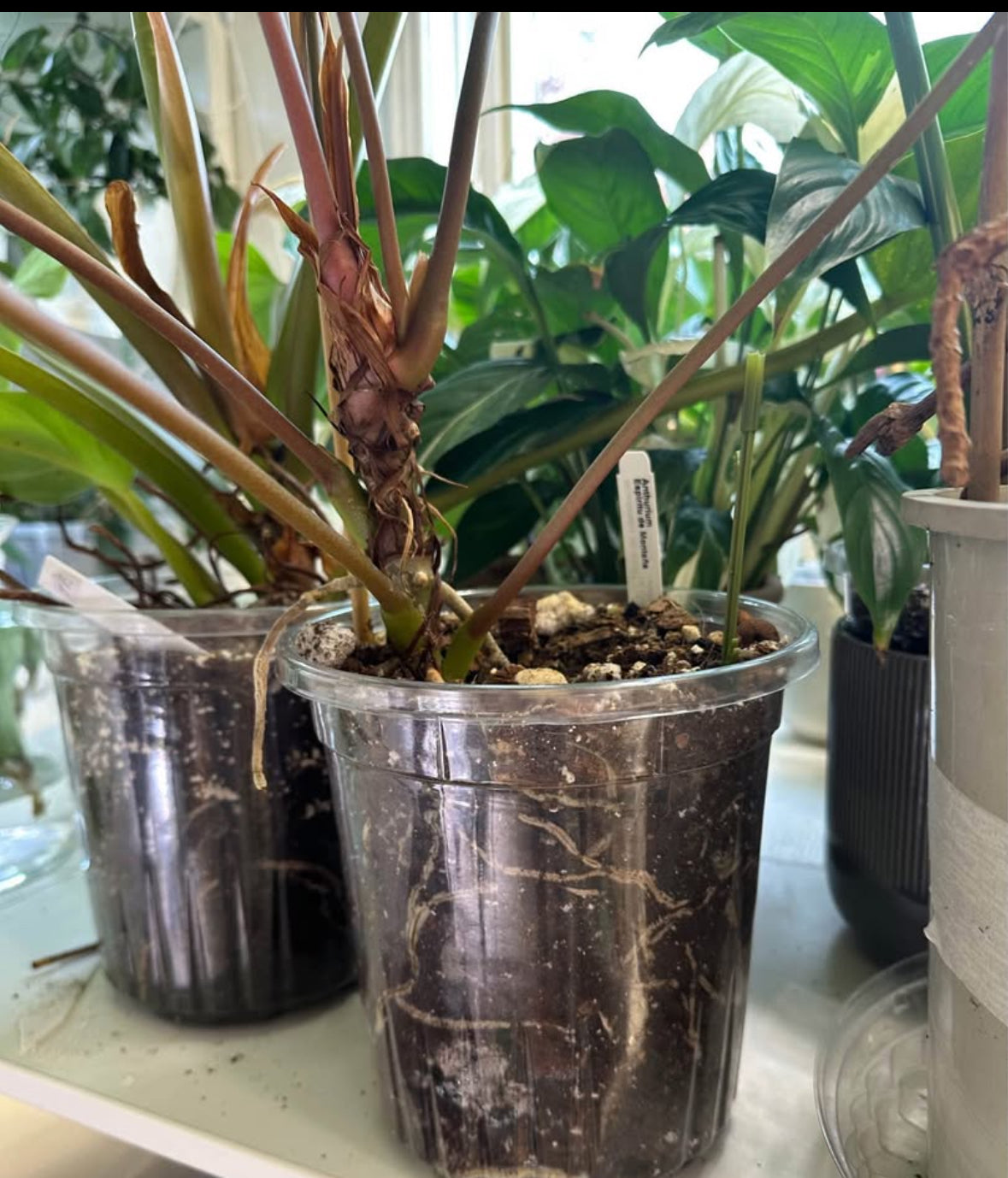 Anthurium Espiritu du Montana / only pick up and delivery
