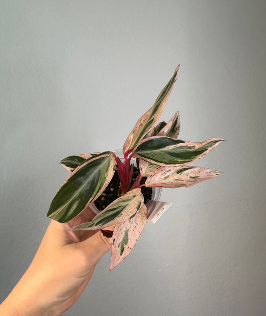 Stromanthe multicolor/ rare