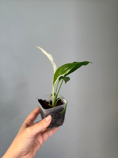 Spathyphillum Picasso