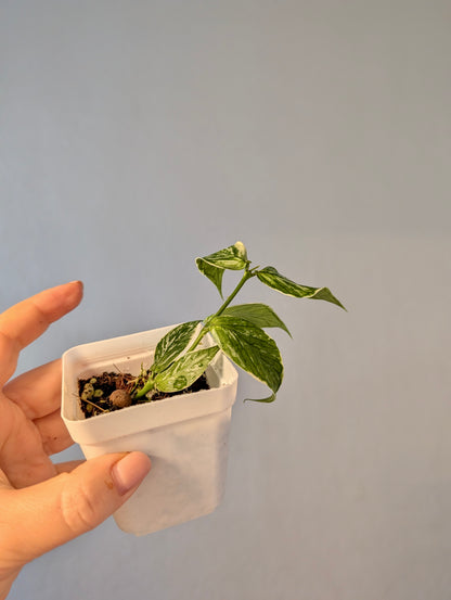 Hoya Polyneura Jasminika variegated