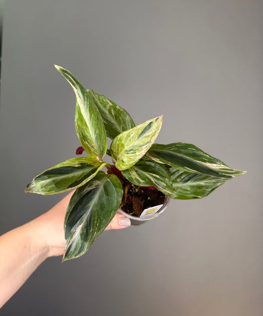 Stromanthe horticolor / rare stromanthe
