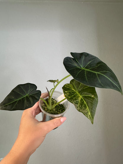 Alocasia regal shields aurea variegated / homegrown