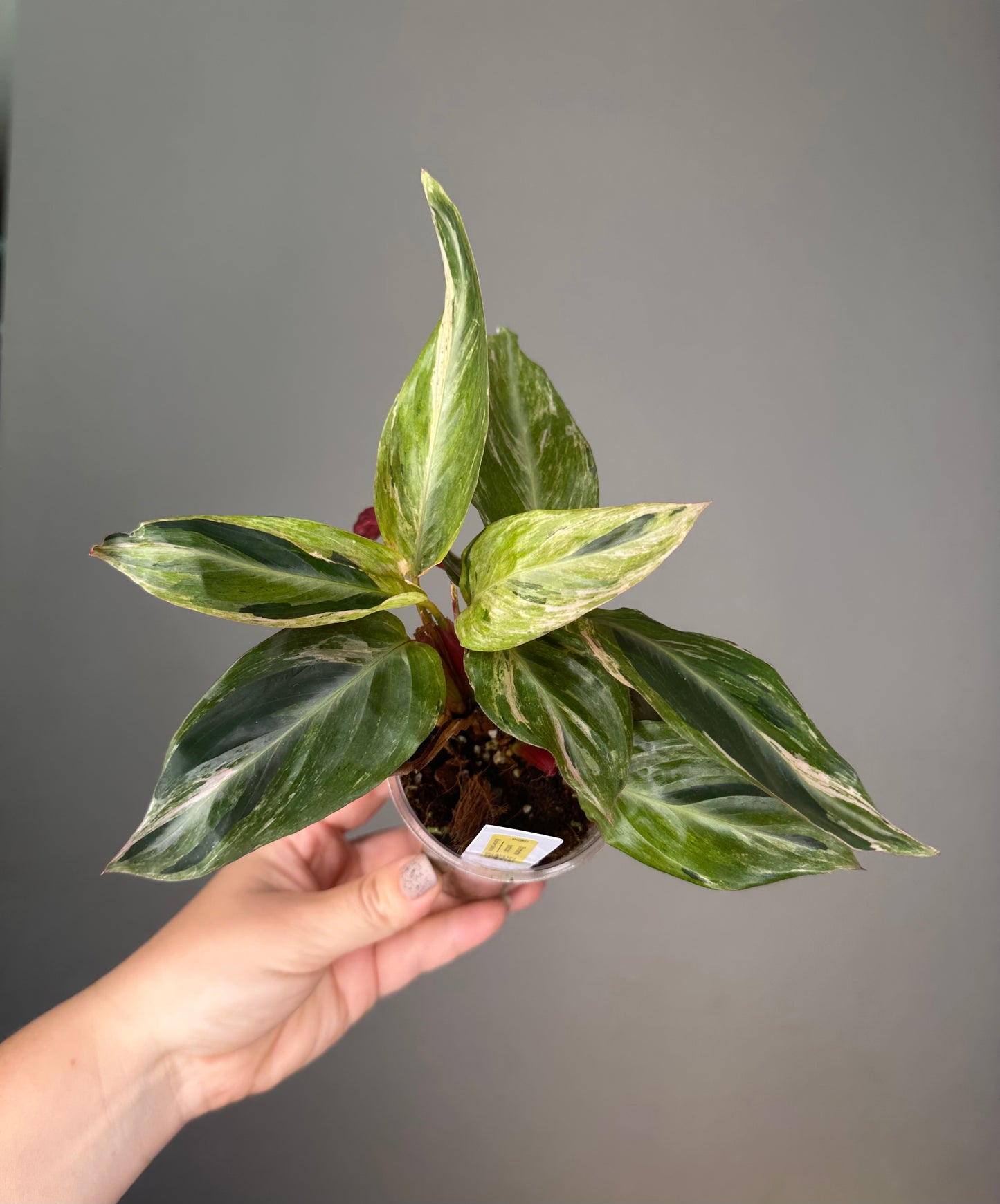 Stromanthe horticolor / rare stromanthe