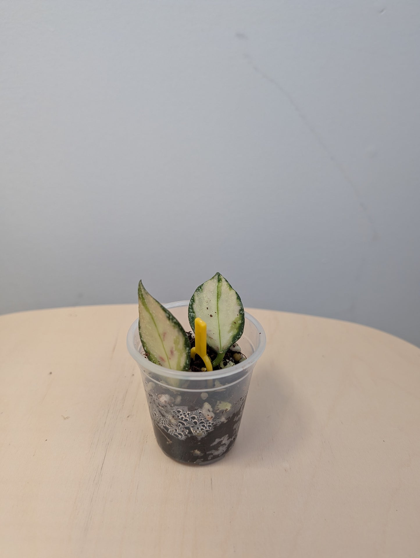 Hoya nabawanensis panaché / une bouture avec une nouvelle pousse et des racines