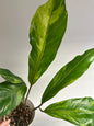 Anthurium hookeri variegated