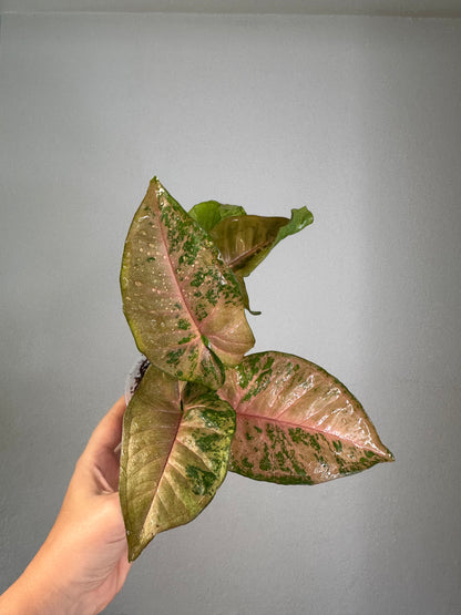 Syngonium pink freckles