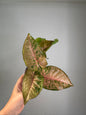 Syngonium pink freckles