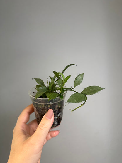 Hoya lacunosa silver 🩶 / a few cuttings in a pot