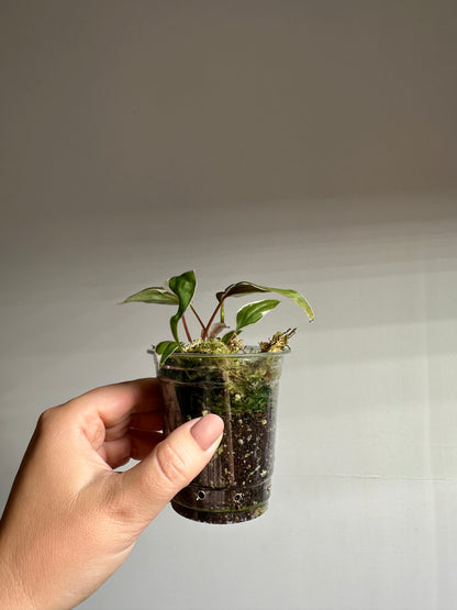 Philodendron Micans Halo / sparkling variegated leaves
