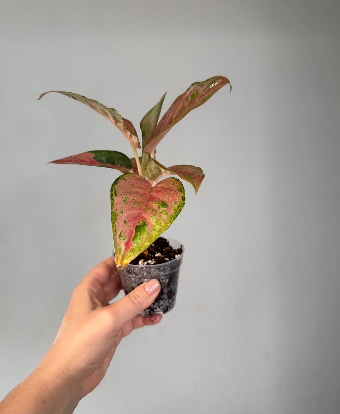 Aglaonema red sp
