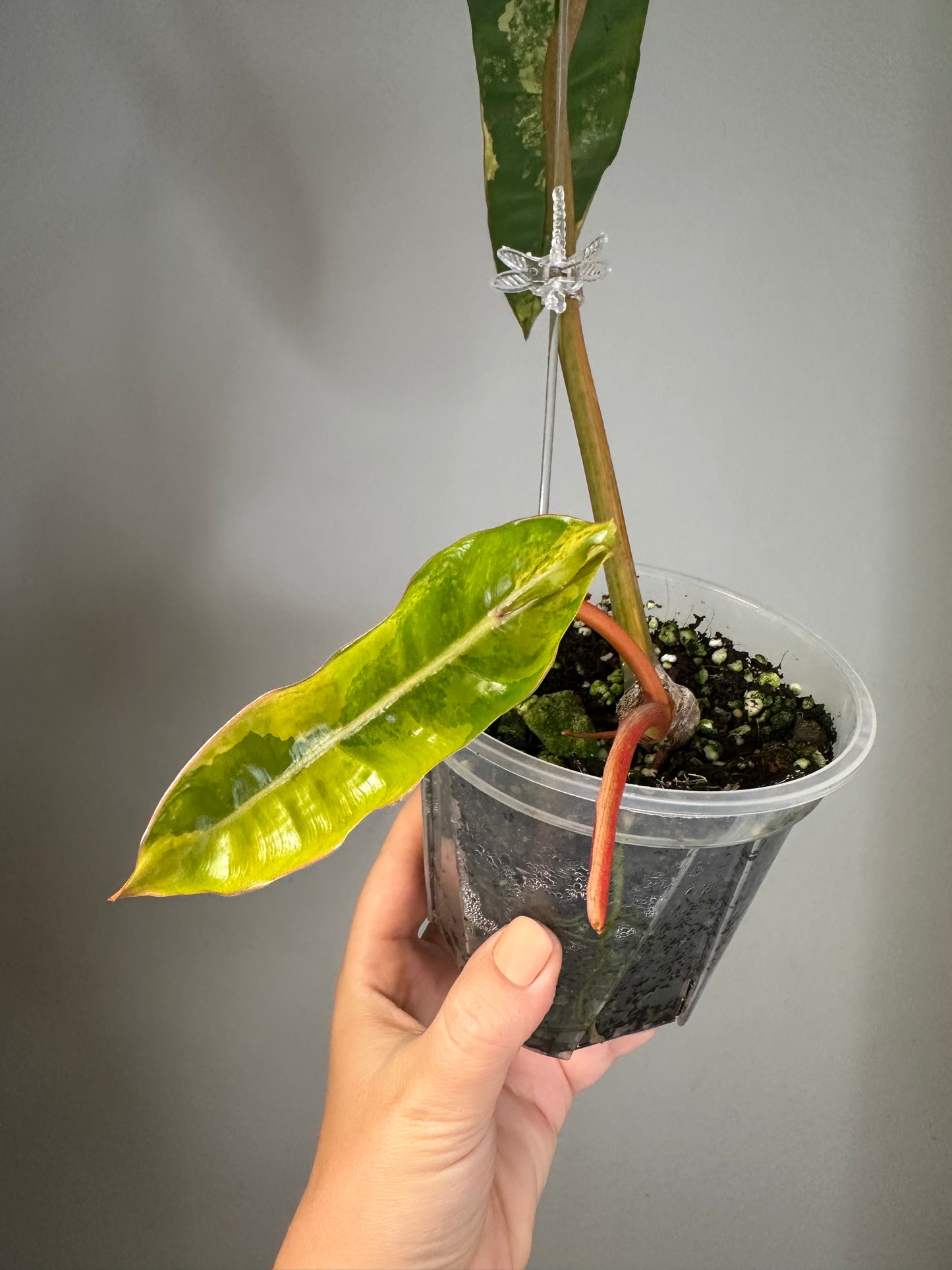 Philodendron Billitae variegated