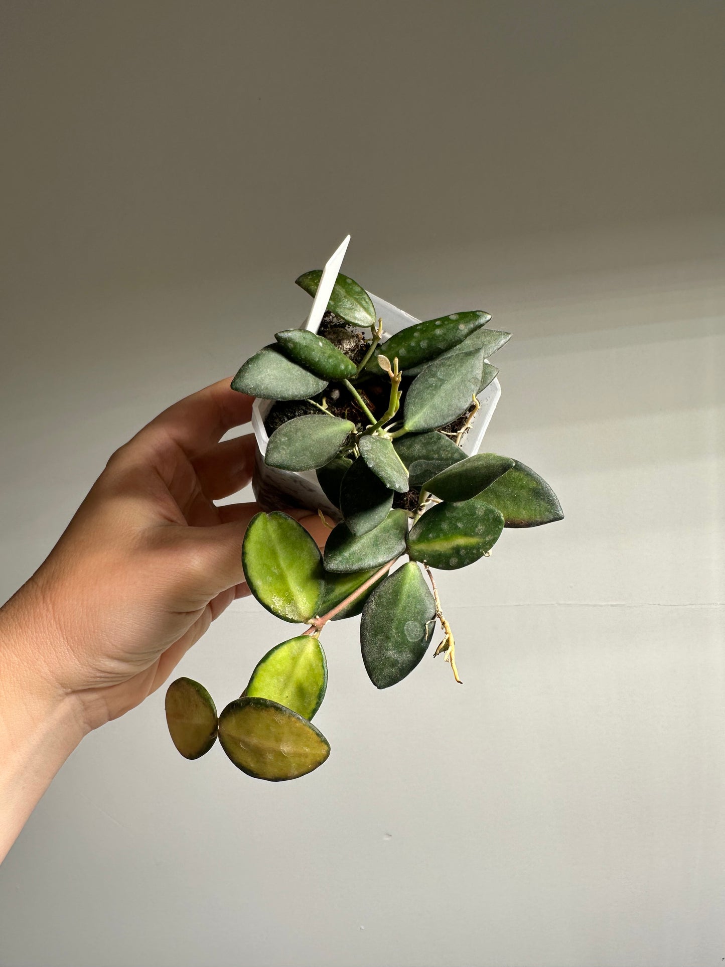 Hoya burtoniae variegated  / a few cuttings in a pot