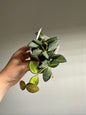Hoya burtoniae variegated  / a few cuttings in a pot
