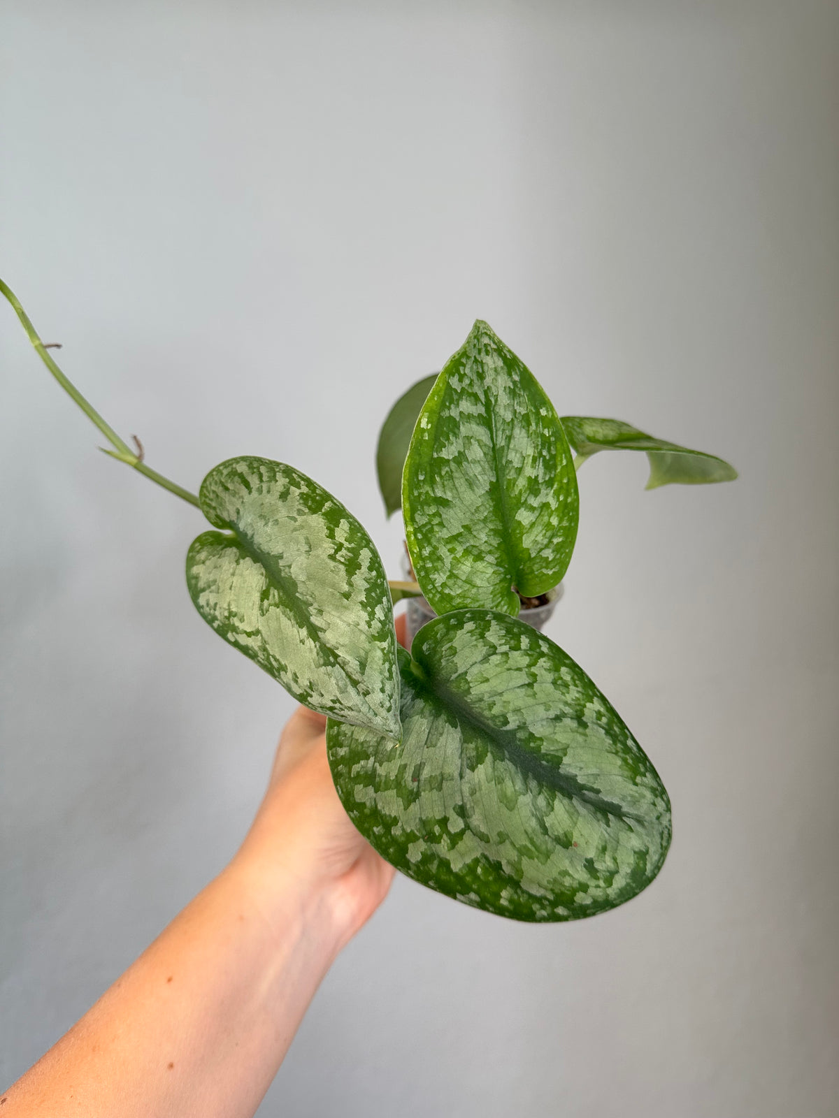 20+ Scindapsus Silver Splash Scindapsus silver splash – Sunflower Plant Shop