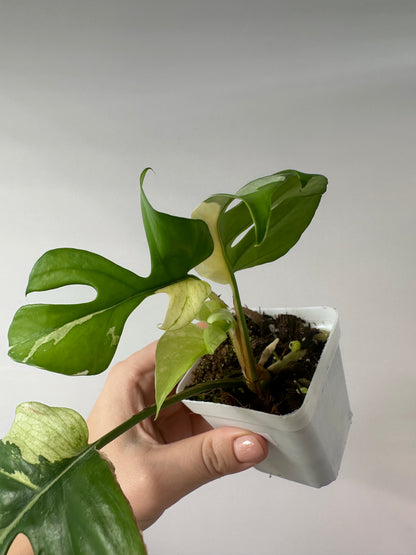 Raphidophora tetrasperma albo variegated