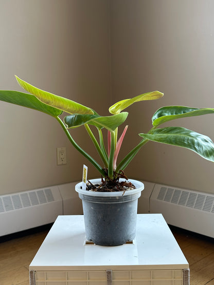 Philodendron green congo