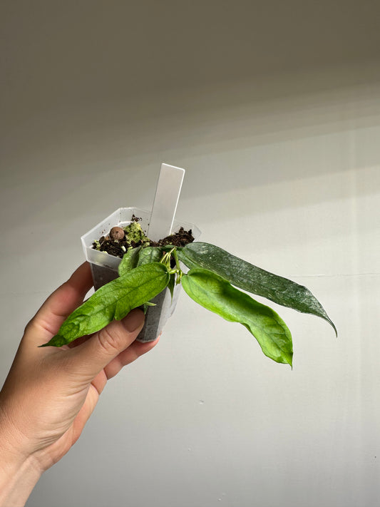 Hoya pandurata splash