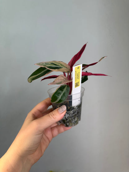 Stromanthe multicolor/ rare