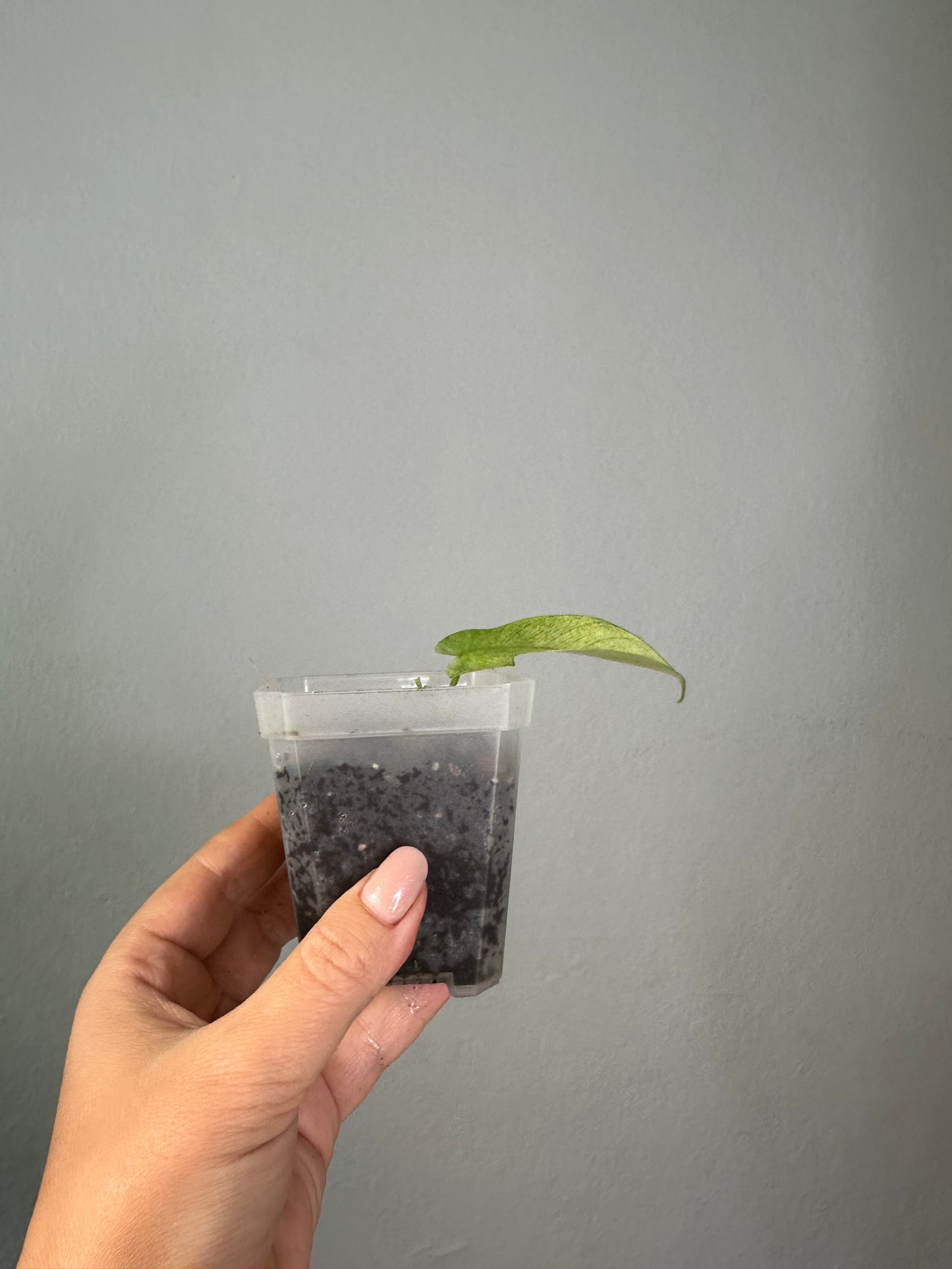 Philodendron Florida ghost mint