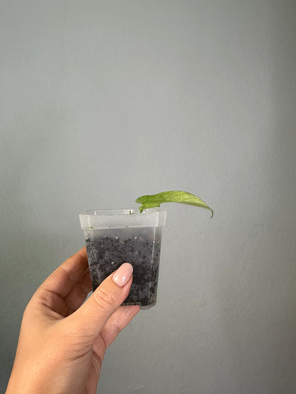 Philodendron Florida ghost mint