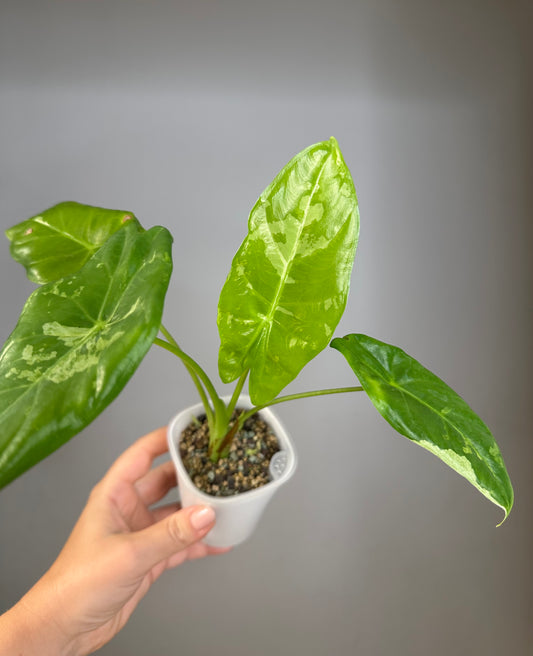 Alocasia acuminata variegated/ has 5 corms / uncommon alocasia 🦄