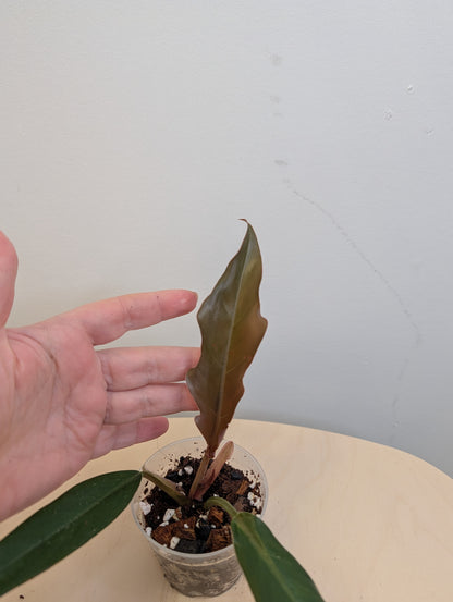 Philodendron caramel marble variegated / green baby from the variegated plant