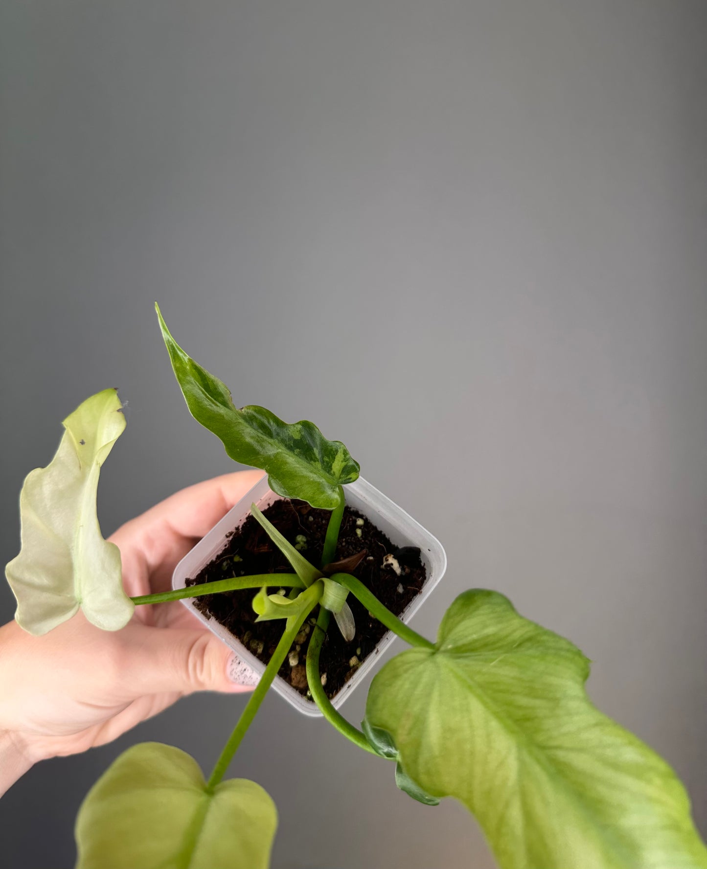 Philodendron Bob Cee variegated