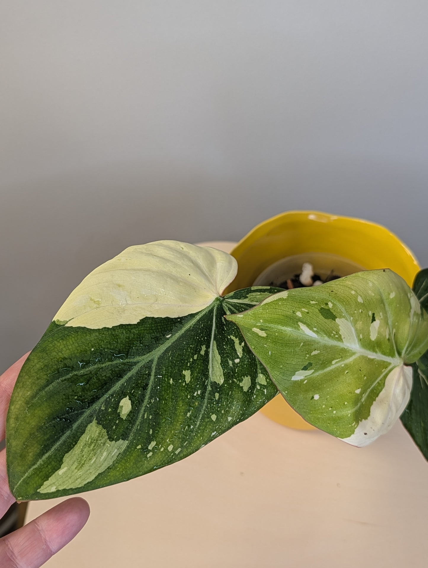 Philodendron gloriosum variegated