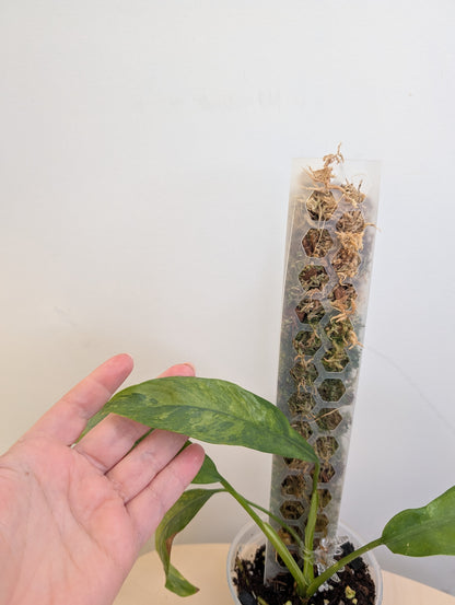 Epipremnum giganteum panaché
