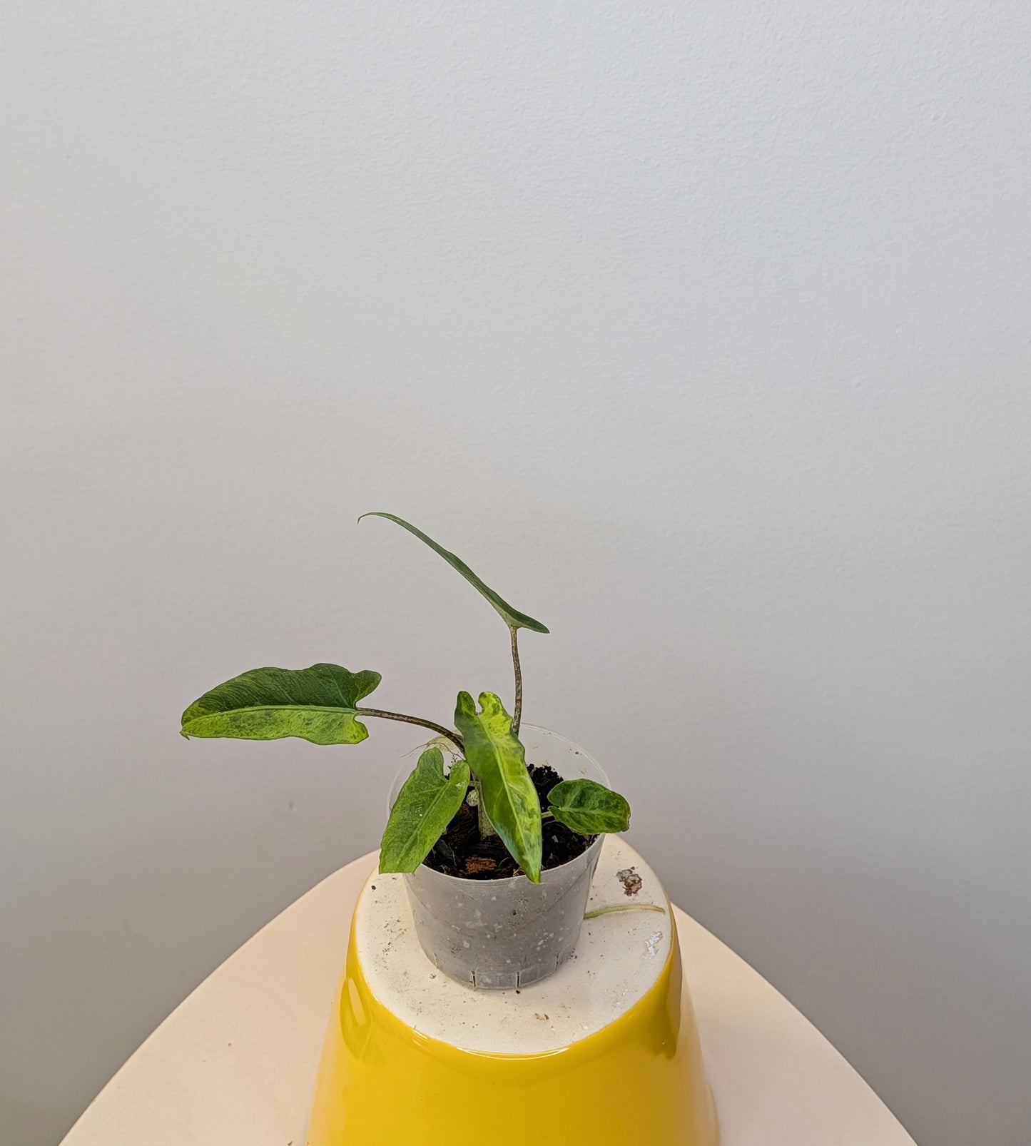 Alocasia lauterbachiana yellow variegated