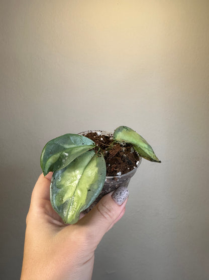 Hoya carnosa Argentea princess