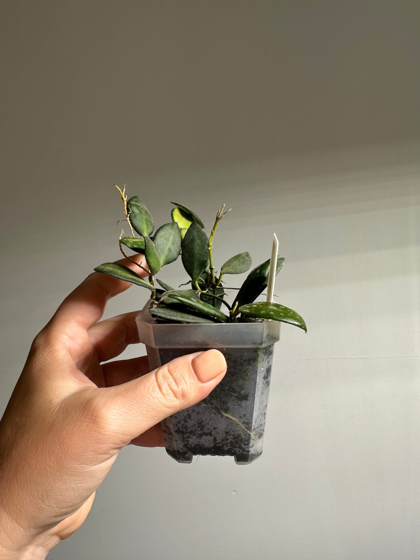 Hoya burtoniae variegated  / a few cuttings in a pot