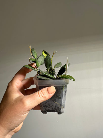 Hoya burtoniae variegated  / a few cuttings in a pot