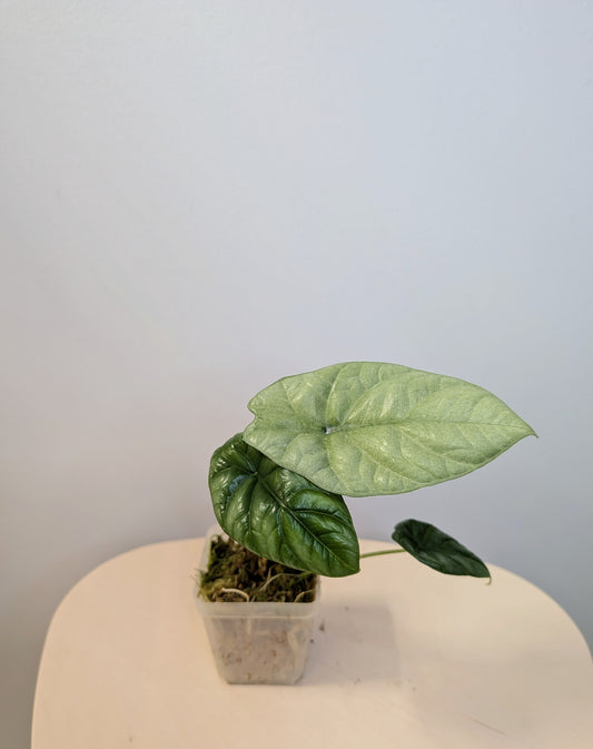 Alocasia sinuata albo mint variegated