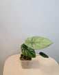 Alocasia sinuata albo mint variegated