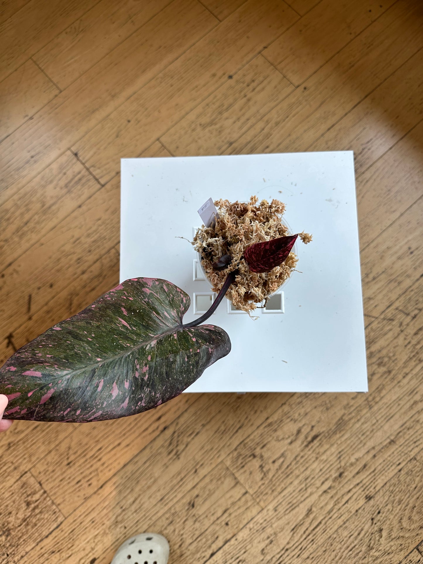 Philodendron pink princess galaxy variegated / two shoots