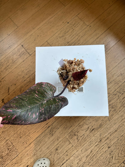 Philodendron pink princess galaxy variegated / two shoots