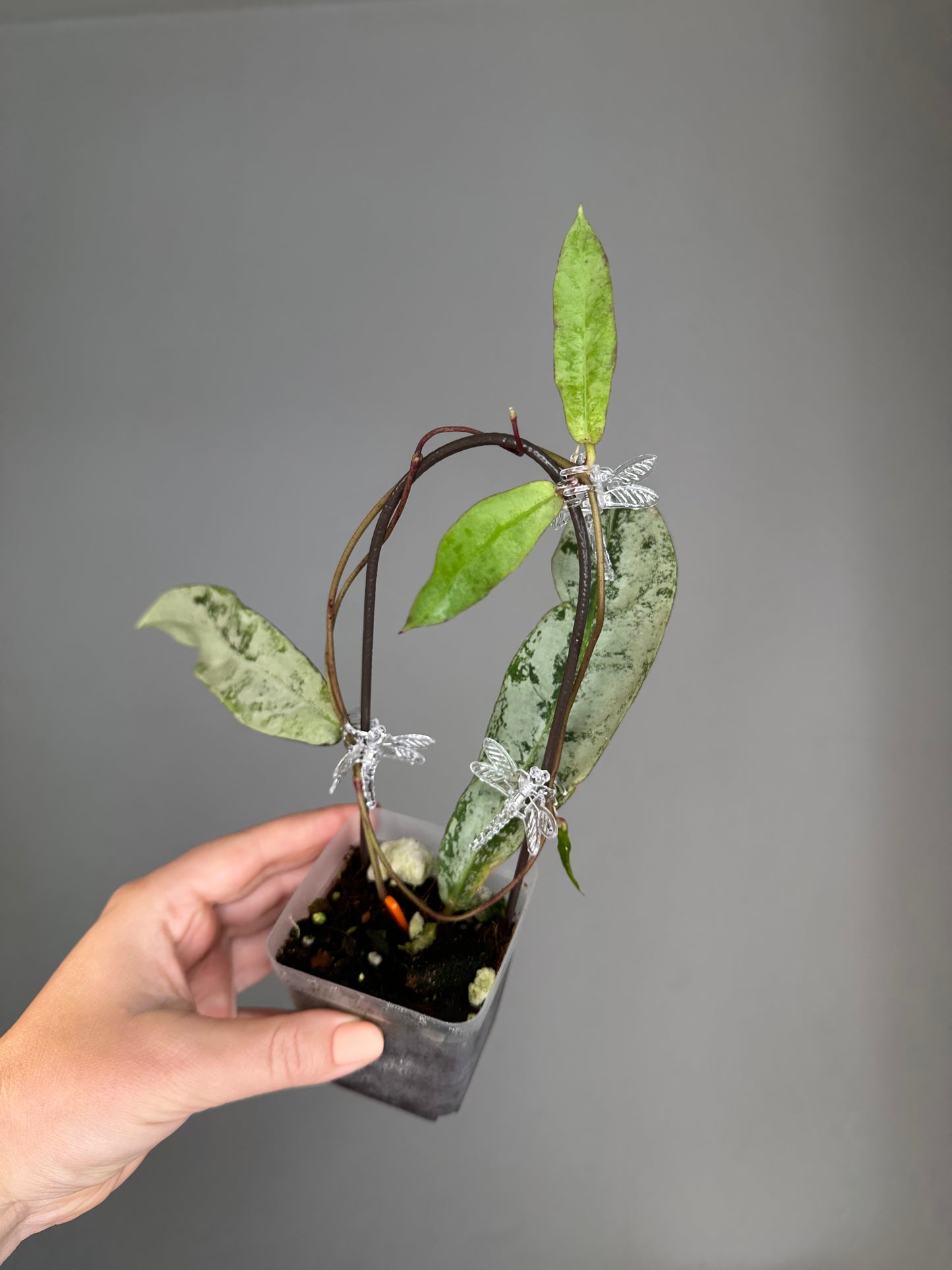 Hoya mitrata silver / three nodes plant