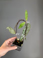Hoya mitrata silver / three nodes plant