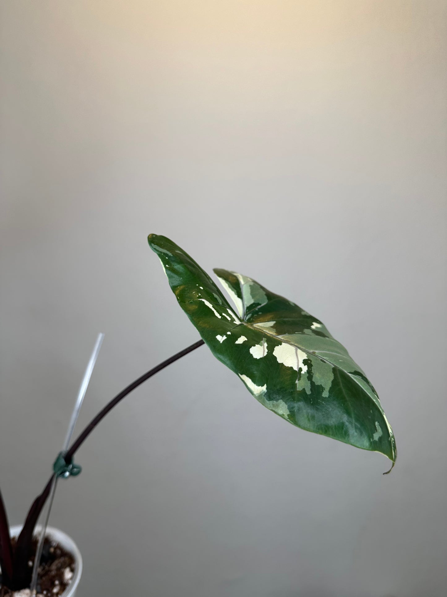 Alocasia black stem variegated / top variegation