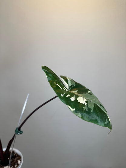 Alocasia black stem variegated / top variegation