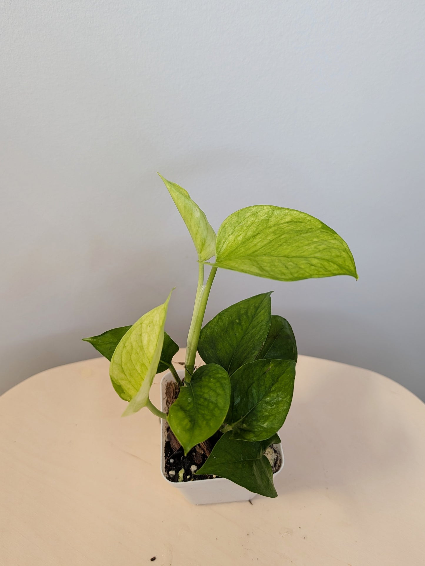 Pothos Jessenia / uncommon color