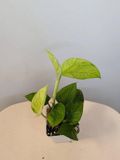Pothos Jessenia / uncommon color