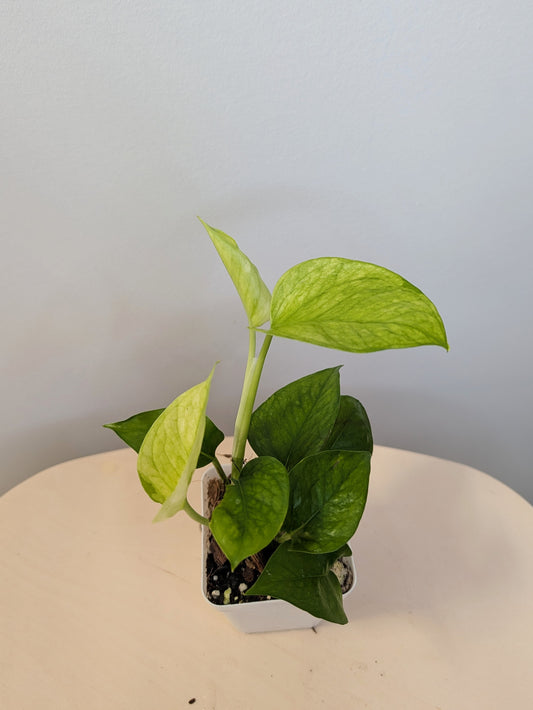 Pothos Jessenia / uncommon color