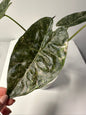 Alocasia wenti silver pink