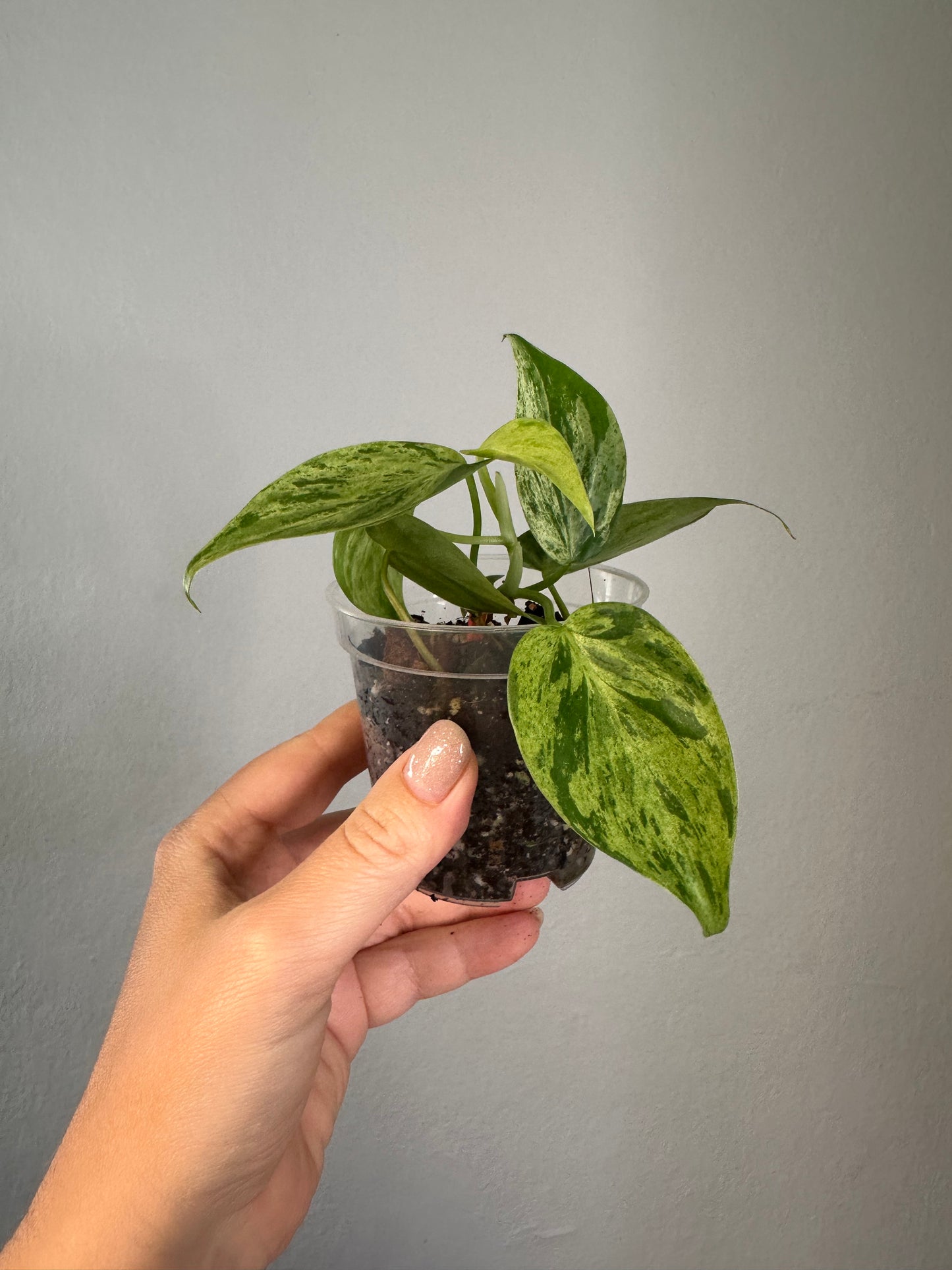 Philodendron hederecum mint variegated