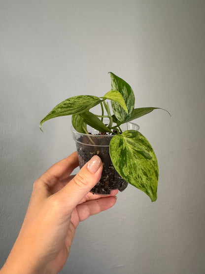 Philodendron hederecum mint variegated
