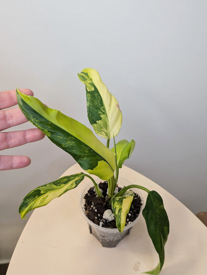 Philodendron domesticum variegated