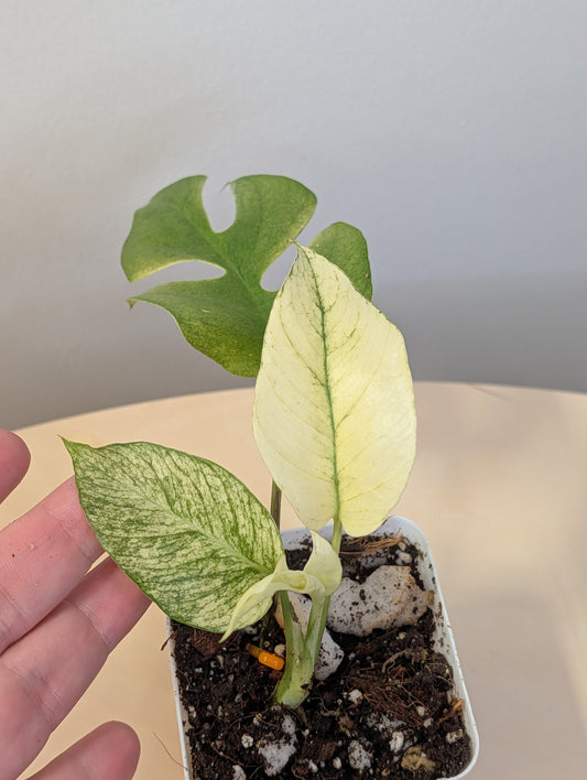 Raphidophora tetrasperma white monster variegated